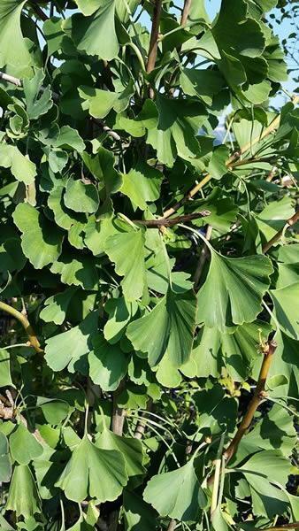 Ginkgo Biloba Mariken Tree Form Single Stem - View 17 from www redcrocus com