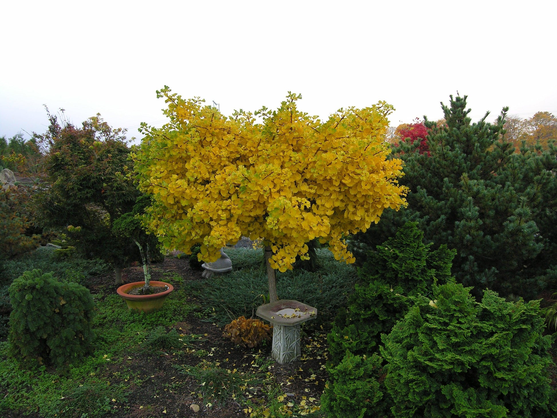Ginkgo Biloba Mariken Tree Form Single Stem - View 5 from www redcrocus com