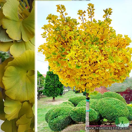 Ginkgo Biloba Mariken Tree Form Single Stem - View 6 from www redcrocus com