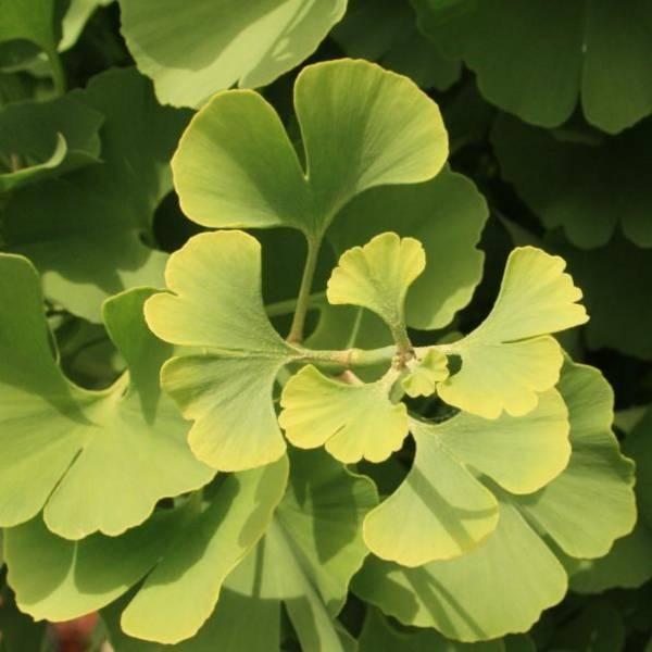 Ginkgo Biloba Mariken Tree Form Single Stem - View 7 from www redcrocus com