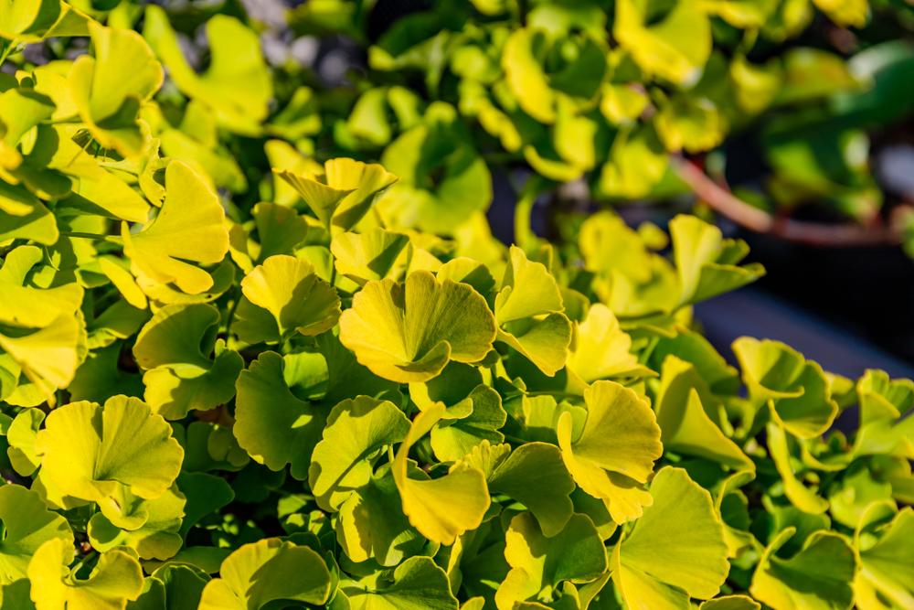 Ginkgo Biloba Mariken Tree Form Single Stem - View 8 from www redcrocus com