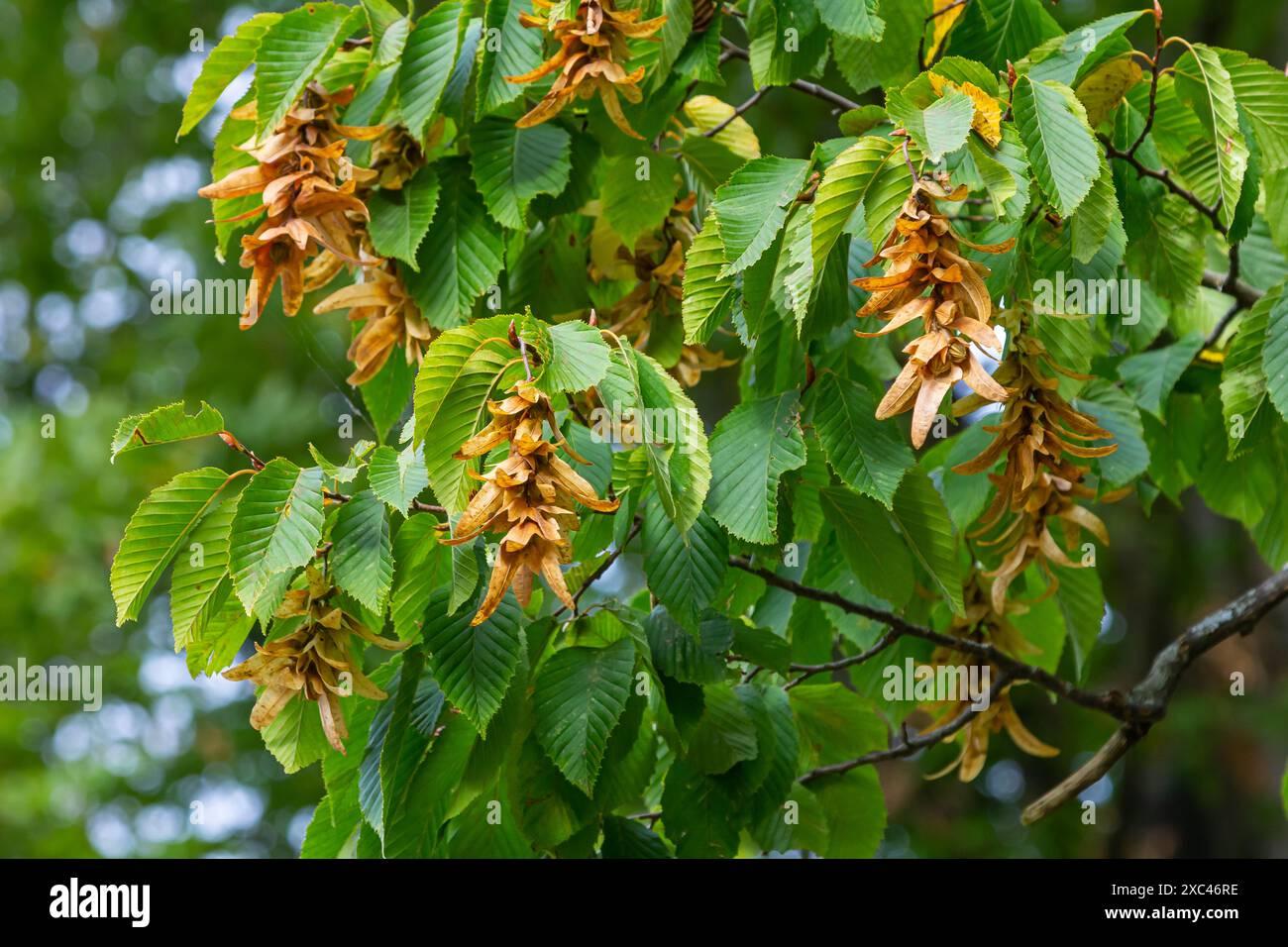 Carpinus Betulus Pinocchio Low Branch - View 12 from www redcrocus com