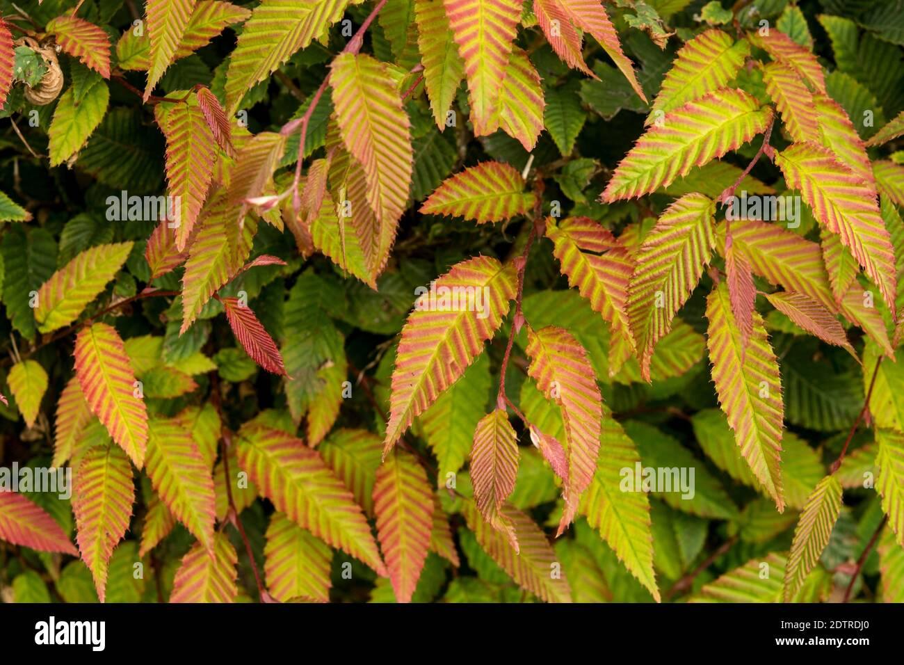 Carpinus Betulus Pinocchio Low Branch - View 14 from www redcrocus com