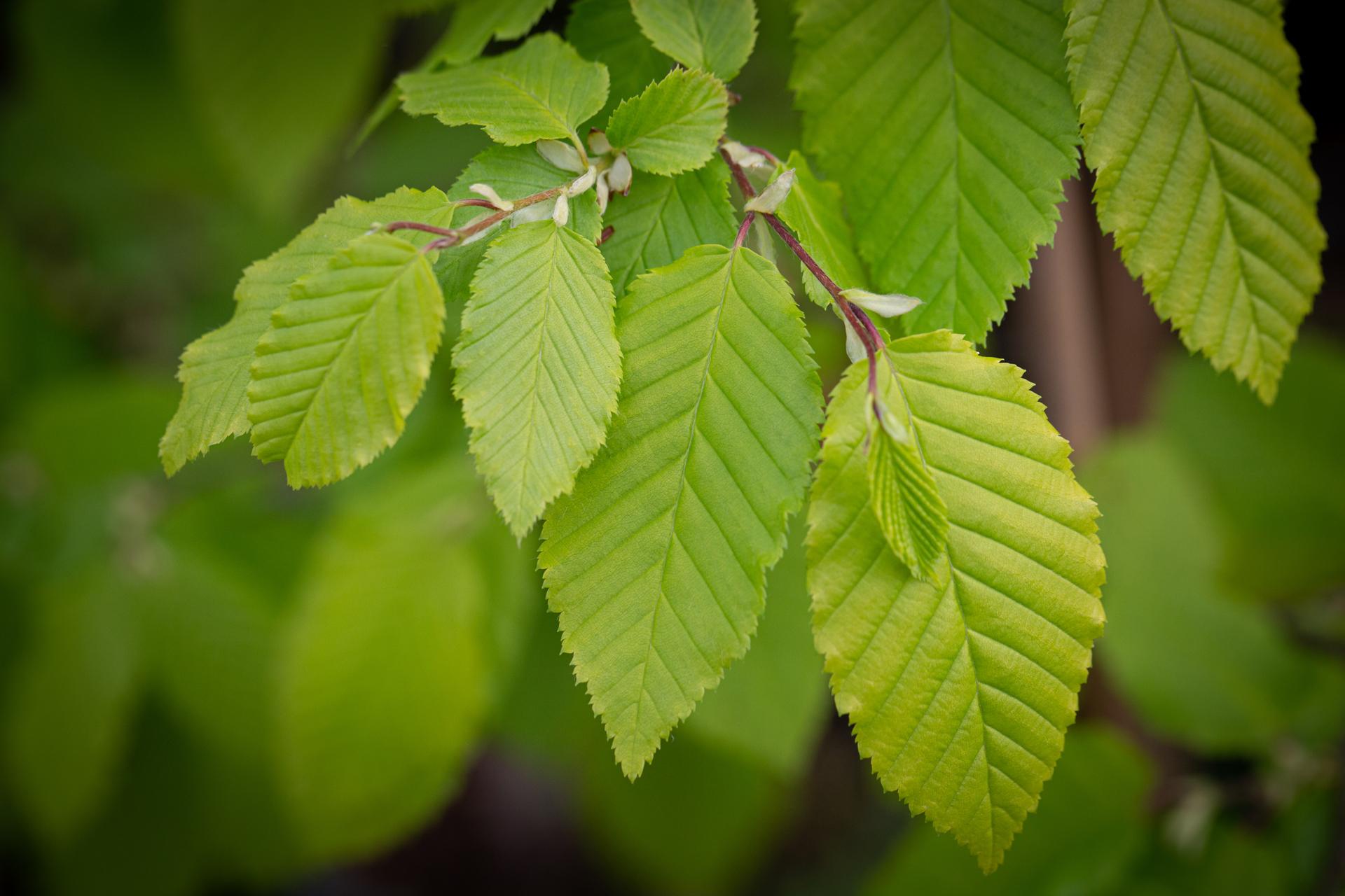 Carpinus Betulus Pinocchio Low Branch - View 15 from www redcrocus com