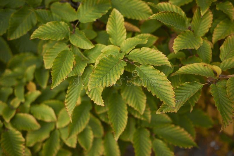 Carpinus Betulus Pinocchio Low Branch - View 17 from www redcrocus com