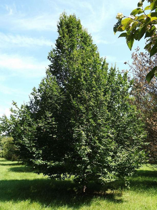 Carpinus Betulus Pinocchio Low Branch - View 1 from www redcrocus com