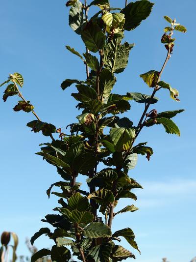 Carpinus Betulus Pinocchio Low Branch - View 2 from www redcrocus com