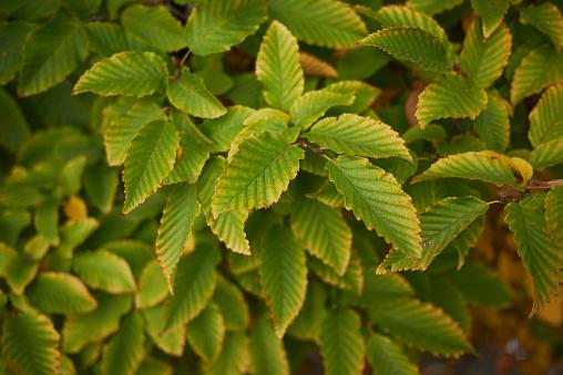 Carpinus Betulus Pinocchio Low Branch - View 4 from www redcrocus com