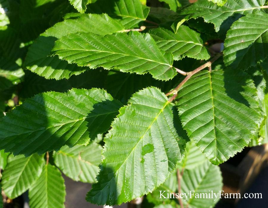 Carpinus Betulus Pinocchio Low Branch - View 5 from www redcrocus com