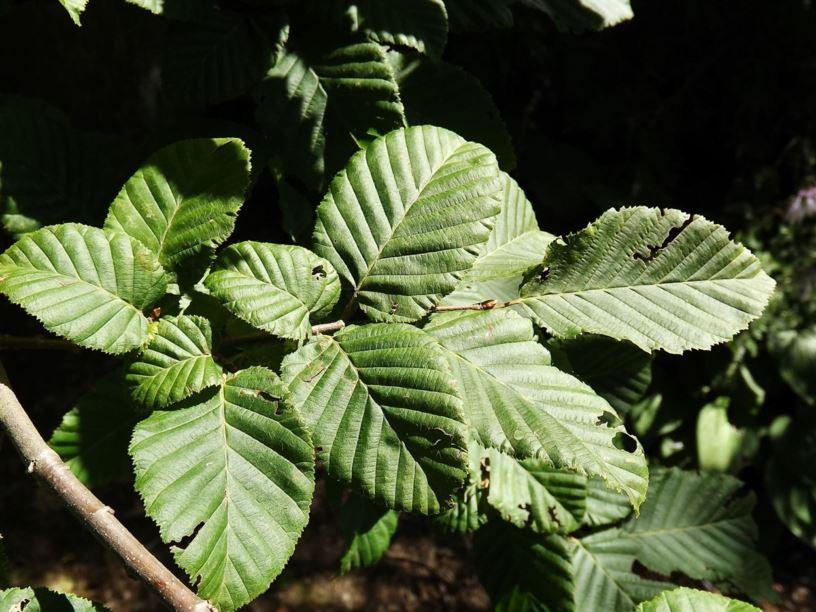 Carpinus Betulus Pinocchio Low Branch - View 6 from www redcrocus com