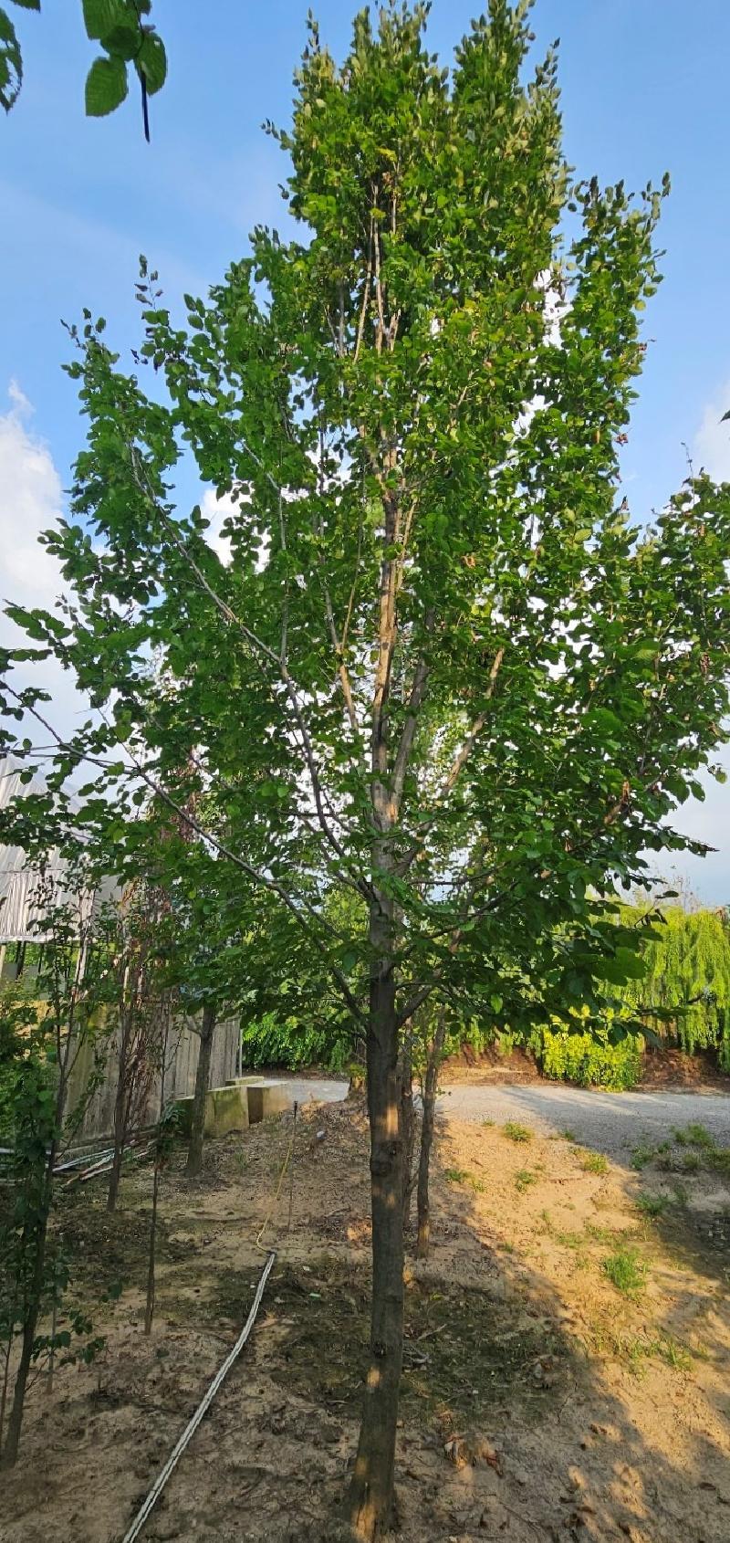 Carpinus Betulus Pinocchio Low Branch - View 7 from www redcrocus com