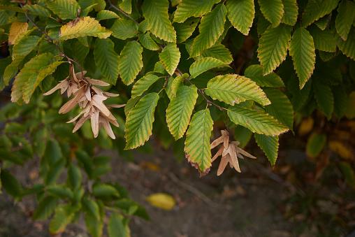 Carpinus Betulus Pinocchio Low Branch - View 9 from www redcrocus com