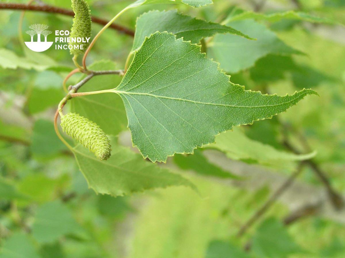 Betula Populifolia Single Stem - View 10 from www redcrocus com