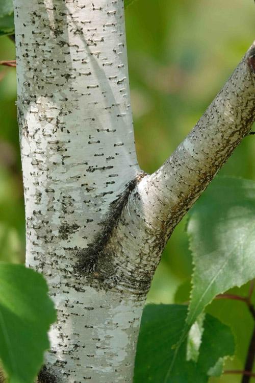 Betula Populifolia Single Stem - View 11 from www redcrocus com