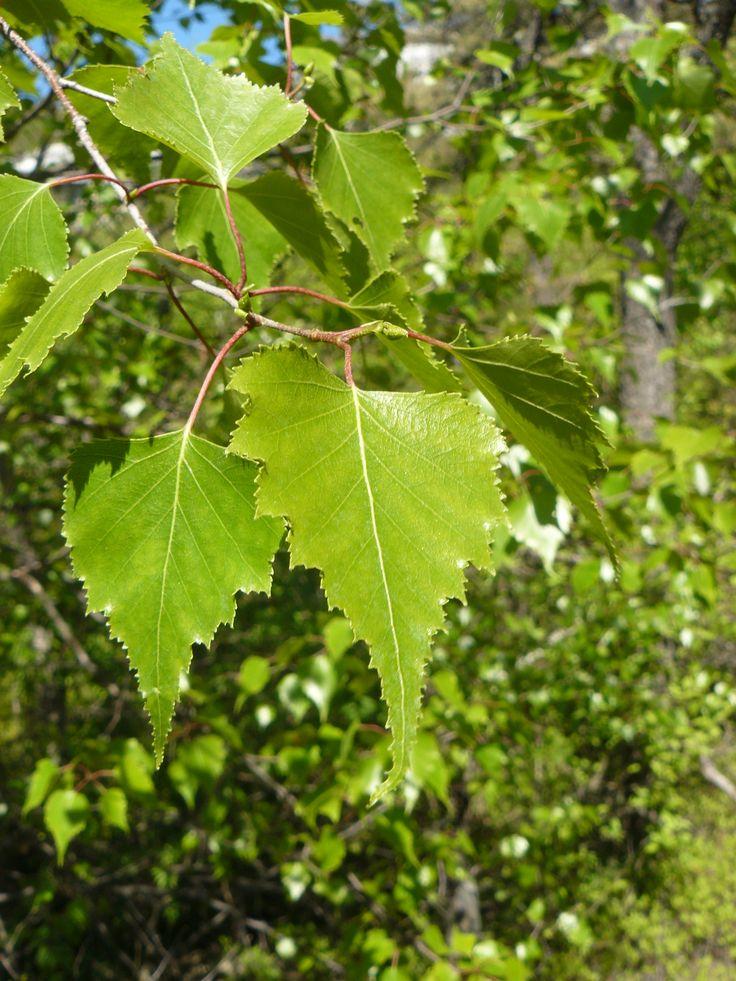 Betula Populifolia Single Stem - View 12 from www redcrocus com