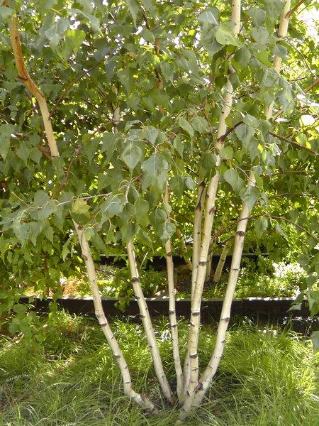 Betula Populifolia Single Stem - View 13 from www redcrocus com