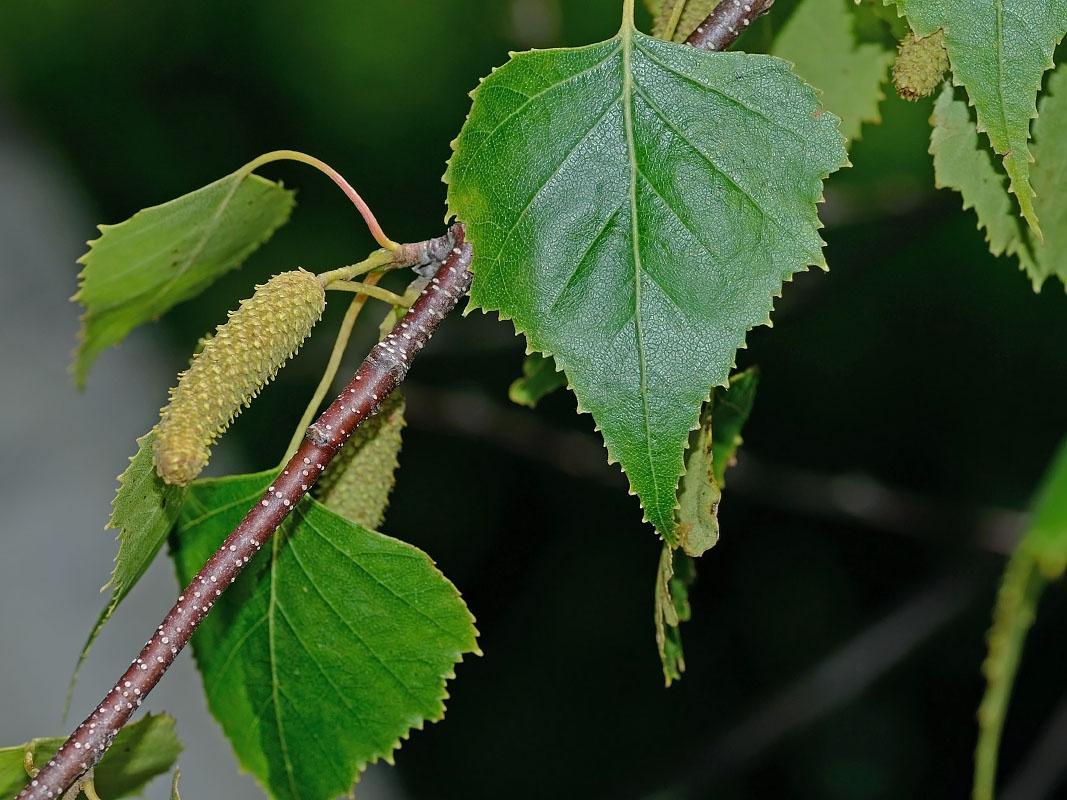 Betula Populifolia Single Stem - View 14 from www redcrocus com