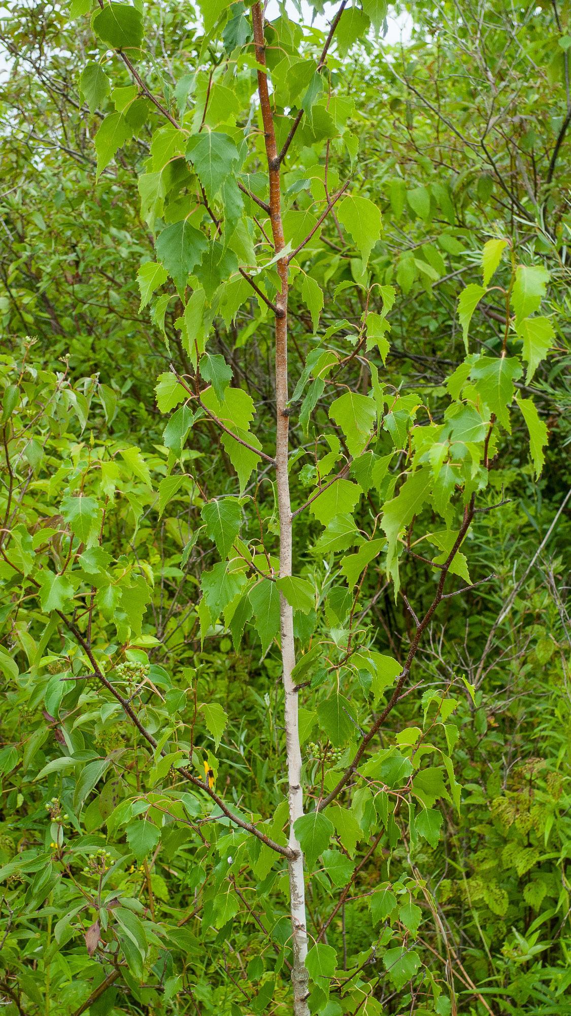 Betula Populifolia Single Stem - View 17 from www redcrocus com