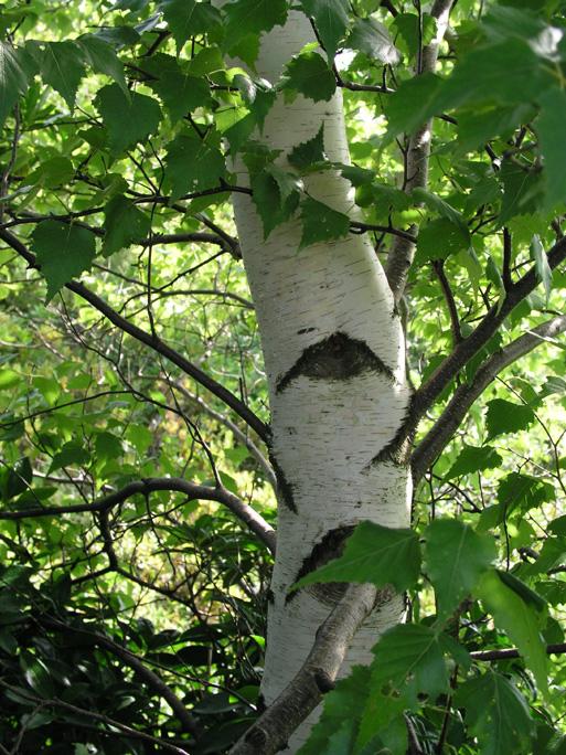 Betula Populifolia Single Stem - View 19 from www redcrocus com