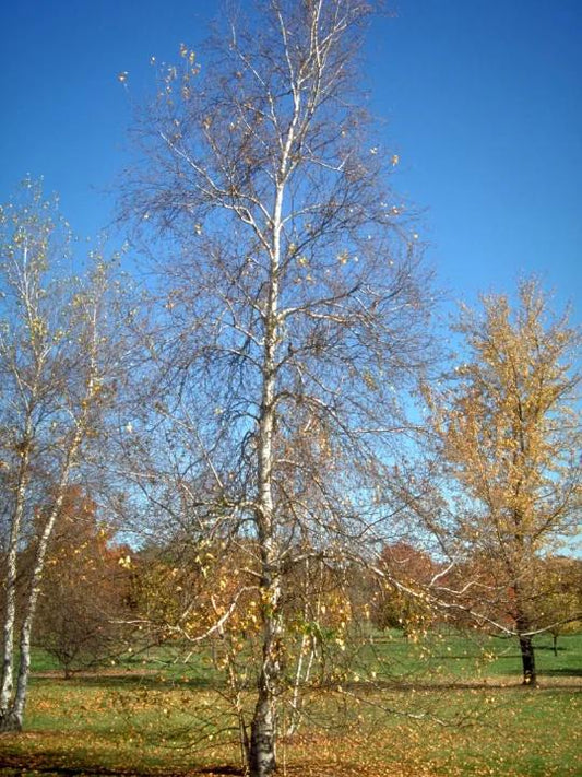 Betula Populifolia Single Stem - View 1 from www redcrocus com