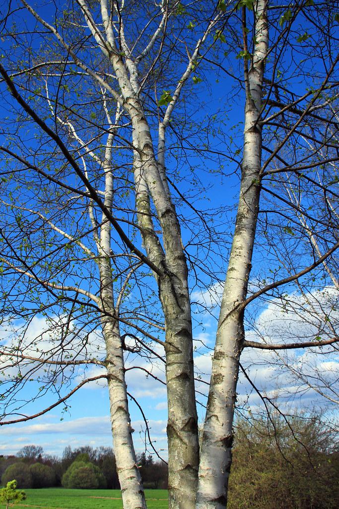 Betula Populifolia Single Stem - View 3 from www redcrocus com