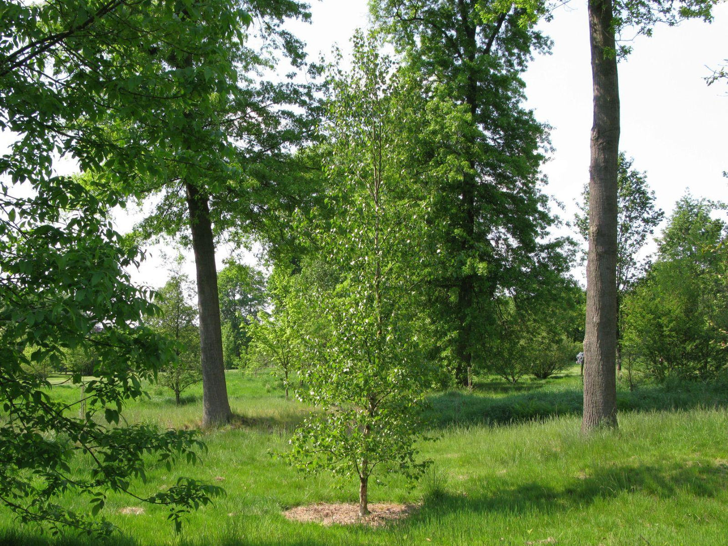 Betula Populifolia Single Stem - View 4 from www redcrocus com