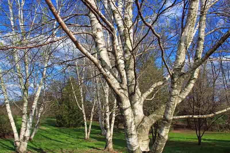 Betula Populifolia Single Stem - View 5 from www redcrocus com