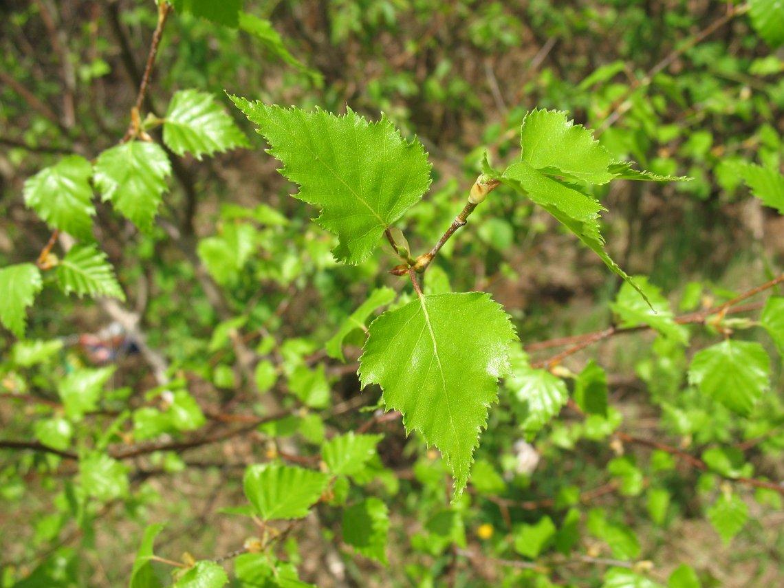 Betula Populifolia Single Stem - View 6 from www redcrocus com