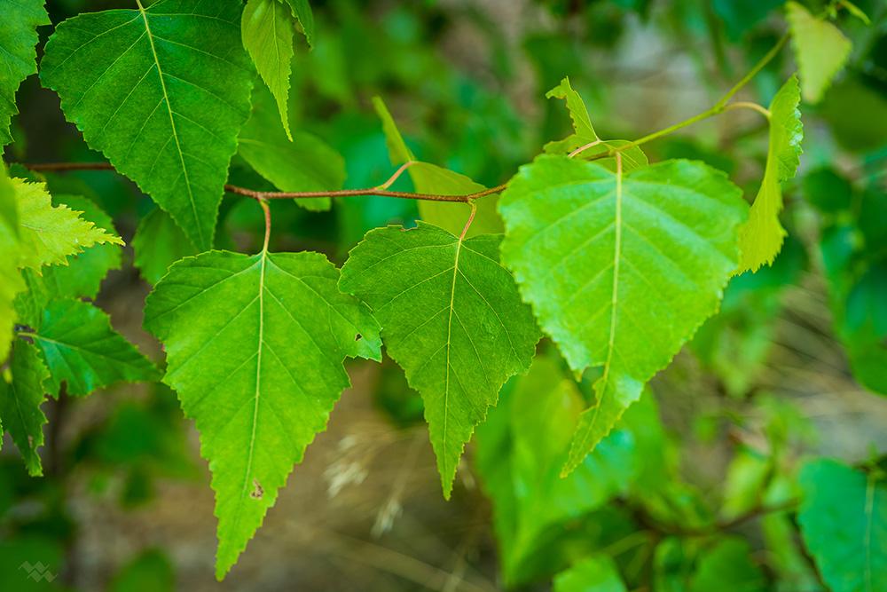 Betula Populifolia Single Stem - View 7 from www redcrocus com