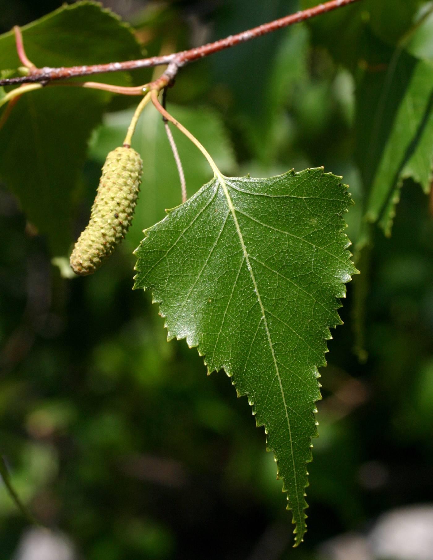 Betula Populifolia Single Stem - View 9 from www redcrocus com