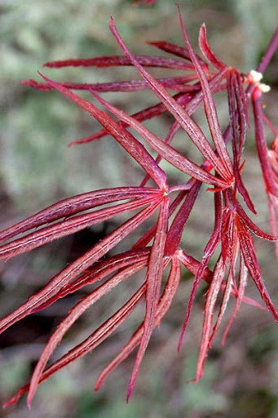 Acer Palmatum Hubb S Red Willow - View 18 from www redcrocus com