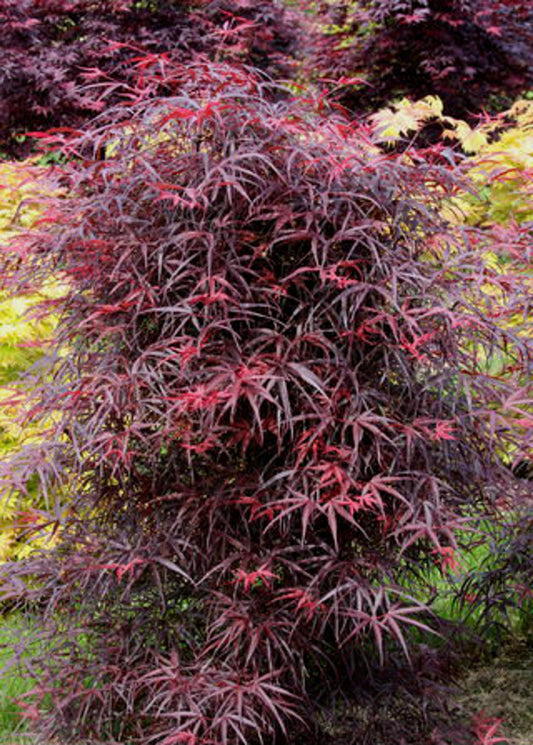 Acer Palmatum Hubb S Red Willow - View 1 from www redcrocus com