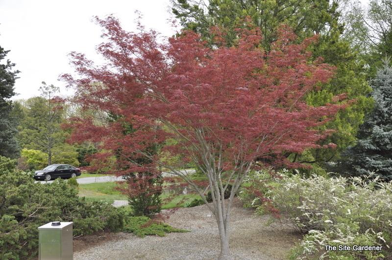 Acer Palmatum Hubb S Red Willow - View 2 from www redcrocus com