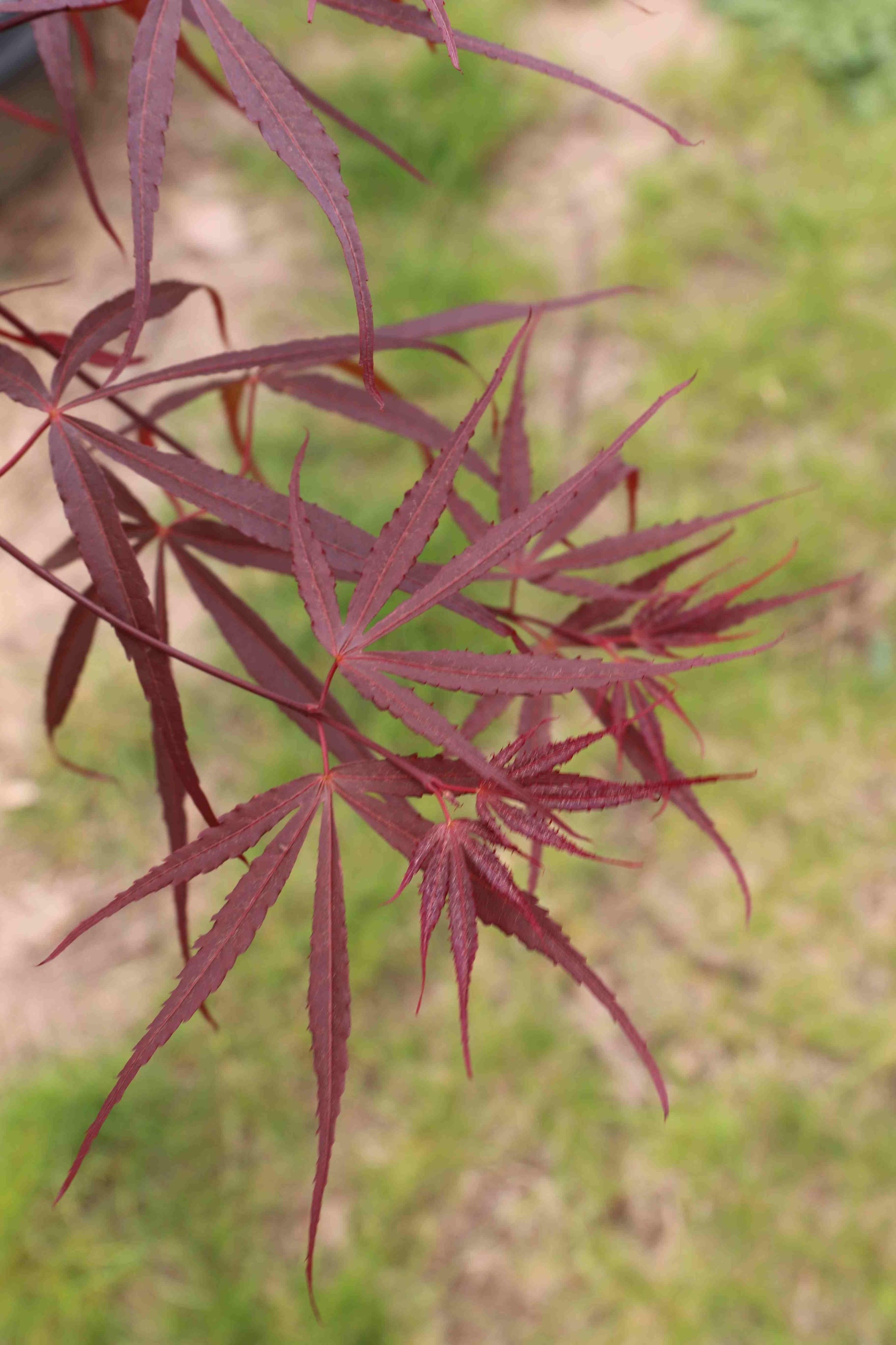 Acer Palmatum Hubb S Red Willow - View 4 from www redcrocus com