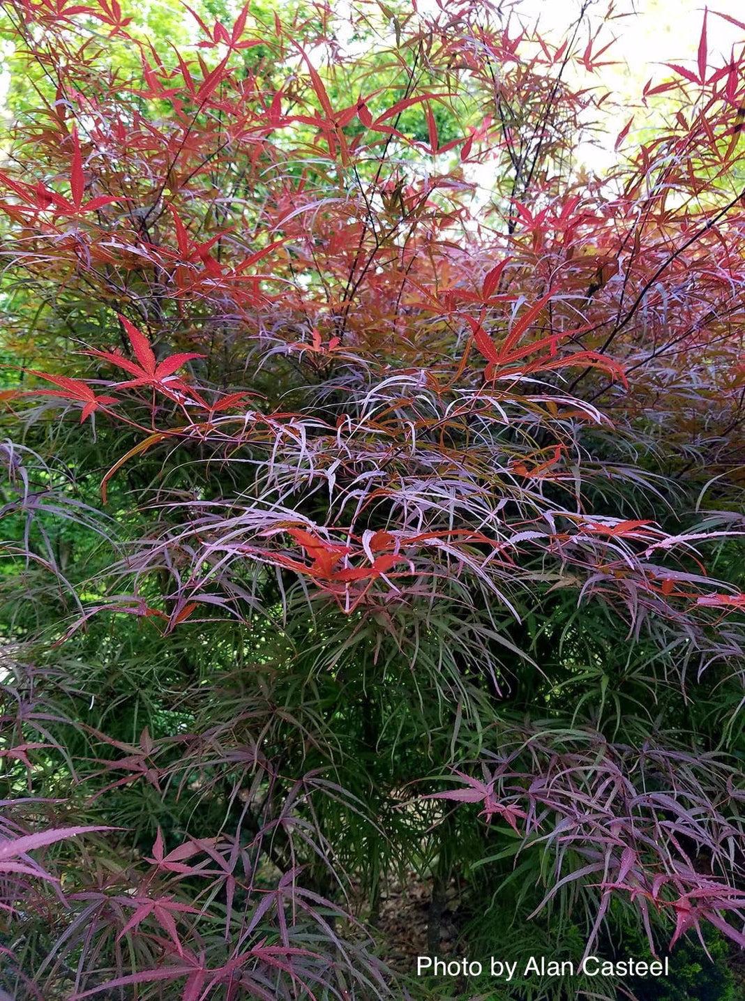 Acer Palmatum Hubb S Red Willow - View 7 from www redcrocus com