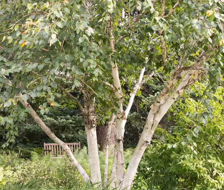 Betula Papyrifera Multi Stem - View 3 from www redcrocus com