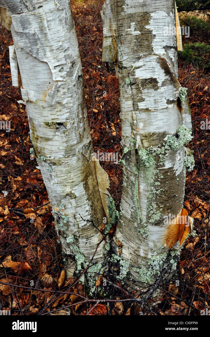 Betula Papyrifera Multi Stem - View 4 from www redcrocus com