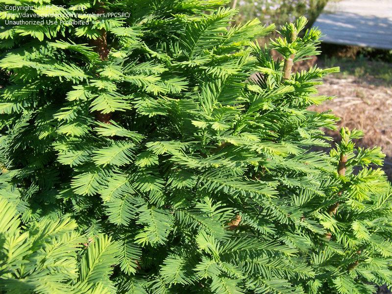 Taxodium Distichum Peve Minaret - View 20 from www redcrocus com