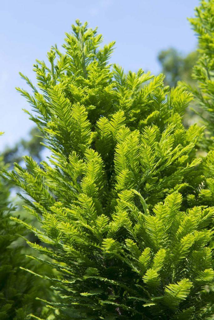 Taxodium Distichum Peve Minaret - View 9 from www redcrocus com