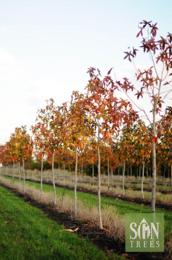 Liquidambar Styraciflua Moraine - View 10 from www redcrocus com