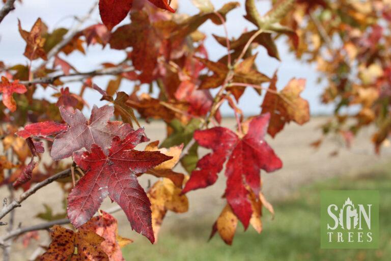 Liquidambar Styraciflua Moraine - View 11 from www redcrocus com