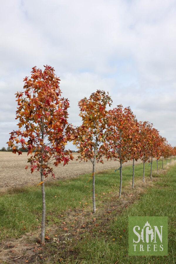 Liquidambar Styraciflua Moraine - View 12 from www redcrocus com