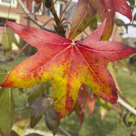 Liquidambar Styraciflua Moraine - View 13 from www redcrocus com