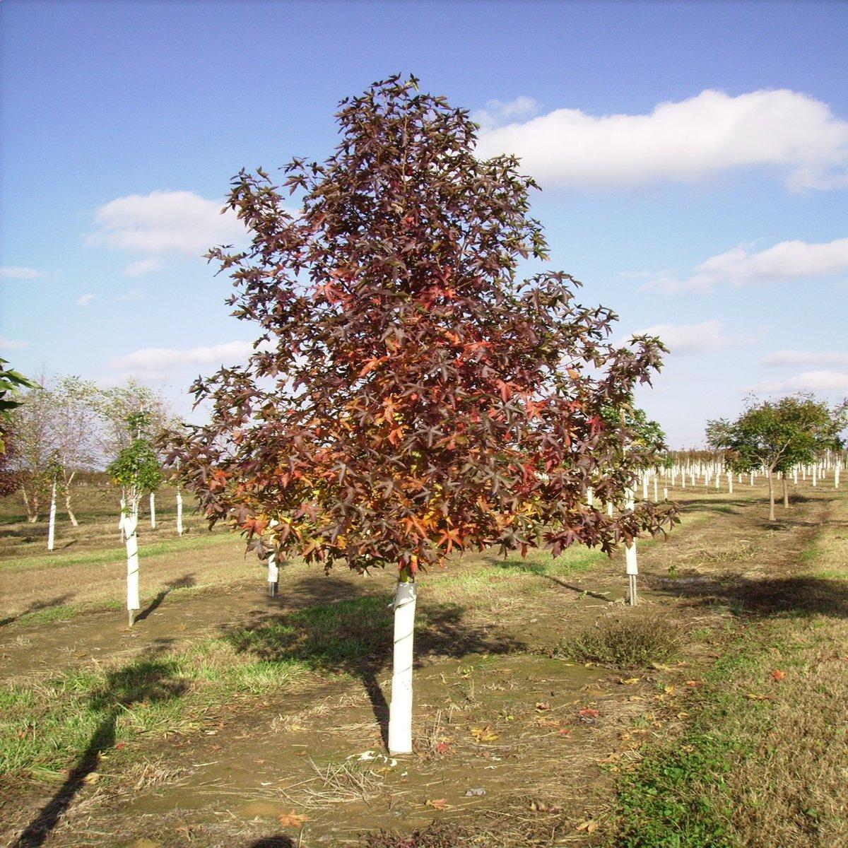 Liquidambar Styraciflua Moraine - View 14 from www redcrocus com