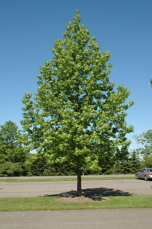 Liquidambar Styraciflua Moraine - View 16 from www redcrocus com