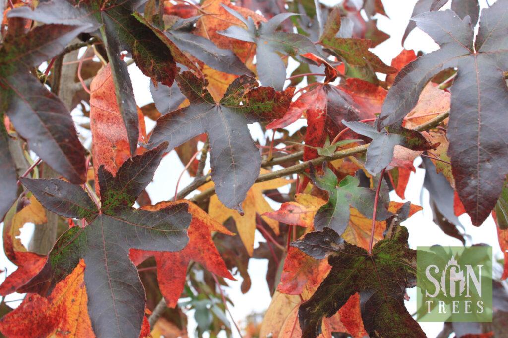 Liquidambar Styraciflua Moraine - View 18 from www redcrocus com