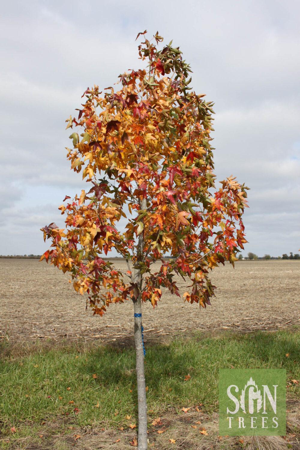 Liquidambar Styraciflua Moraine - View 1 from www redcrocus com