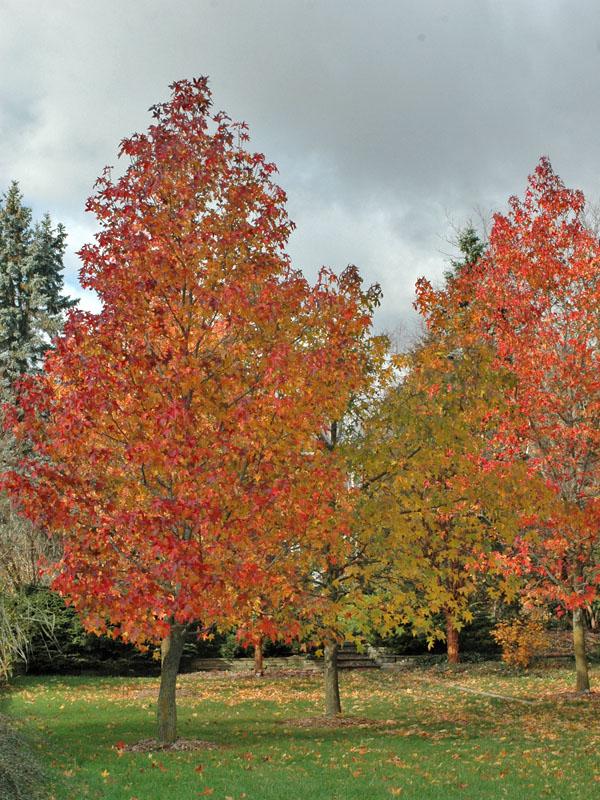 Liquidambar Styraciflua Moraine - View 20 from www redcrocus com