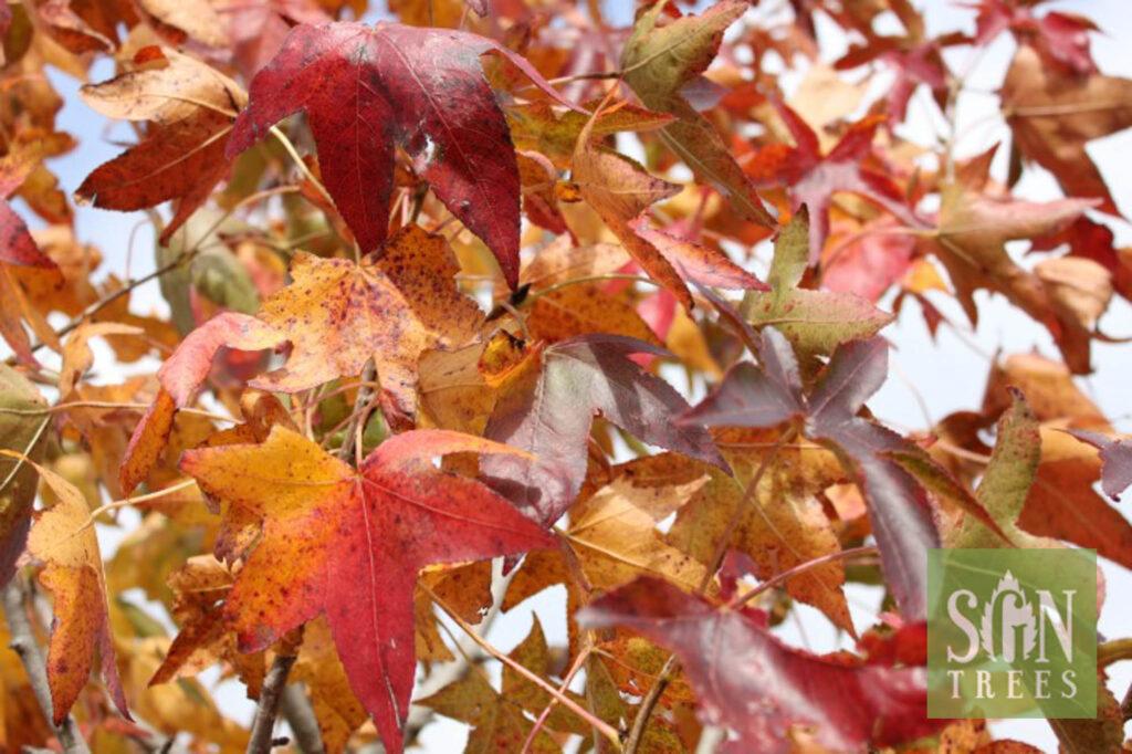 Liquidambar Styraciflua Moraine - View 2 from www redcrocus com