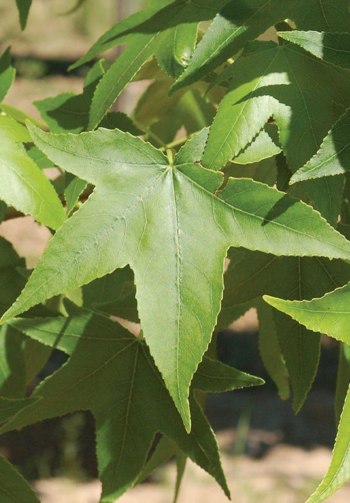 Liquidambar Styraciflua Moraine - View 3 from www redcrocus com